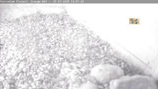 Nest camera - FalconCam Project LIVE