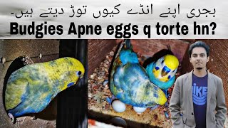 Birds Breeding Business Part 298 Urdu Hindi Punjabi Rainbow Budgies Breeding Setup Progress