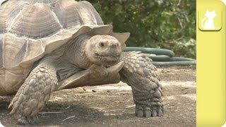 Sulcata Tortoise seeks perfect home environment - Unadoptables by The Pet Collective Cares 42,786 views 10 years ago 3 minutes, 41 seconds