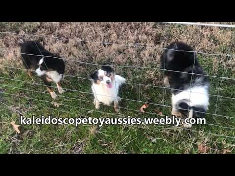 Border collie – Brit