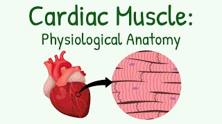 Physiological Anatomy of Cardiac Muscle - Structure & Types