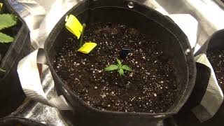 My First Grow, Auto flowers  part 1 of 3