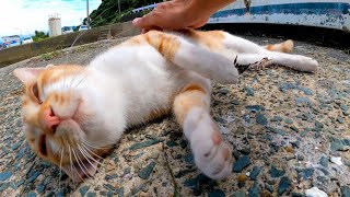 船の下にいた野良猫を撫でるとよく喋る猫だった