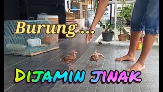 simpel gak ribet, melolohkan anakan burung dara sampai jinak