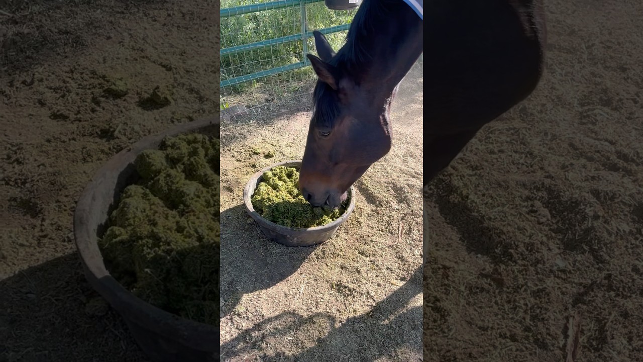 Come feed Maverick breakfast with me 