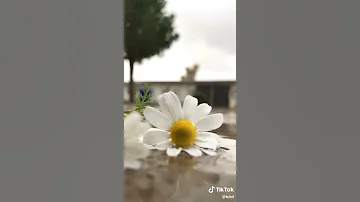 حالات واتس أب ٢٠١٩ بالتاكيد سأنسى بصوت الفتاة 