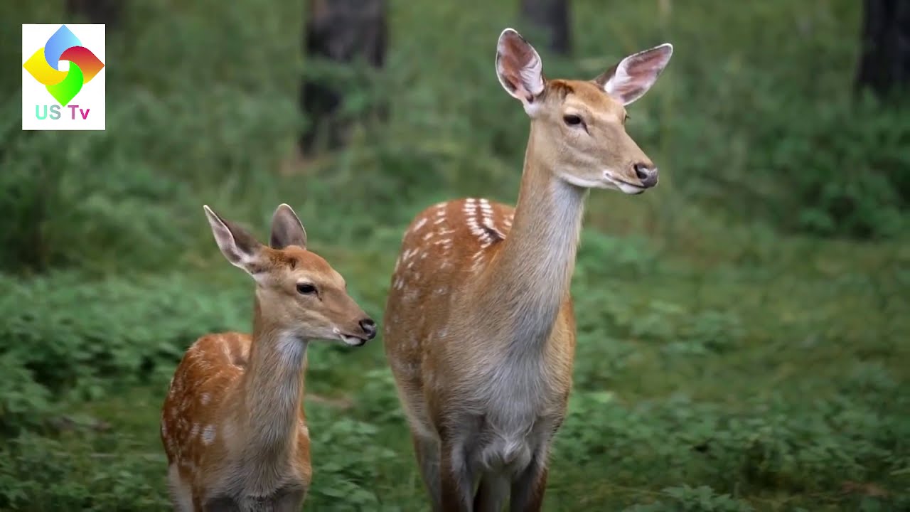 DANGEROUS birds and animals ||masoom dikhny waly khatarnak parindy