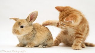 Kitten meets Bunny The Start Of A Beautiful Friendship