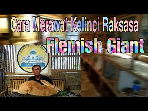 Video: Cara Merawat Kelinci Raksasa