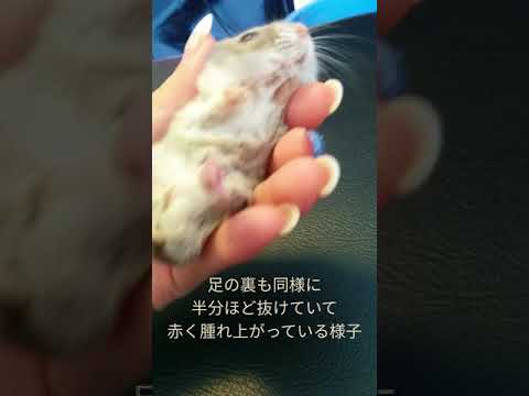 ハムスター 足 の 付け根 腫れ