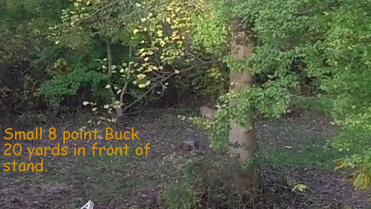 Deer Hunting Maryland during Bow Season November 4, 2017 YouTube
