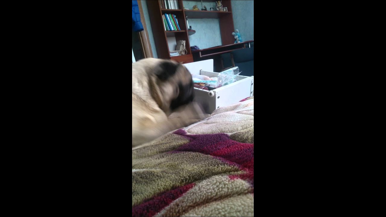 Joke.Pug.Play.