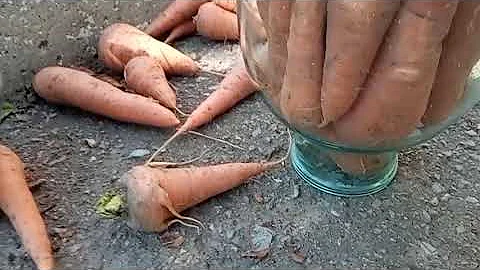Лучший способ хранения моркови