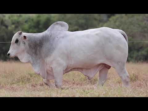 LOTE 64  Mega Touros Matinha