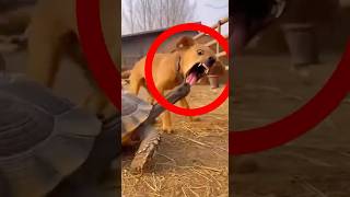 ANIMALES en momentos que nadie esperaba ver