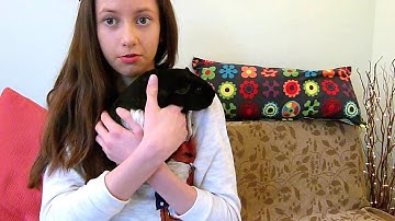 How To: Handle Guinea Pigs The Correct Way