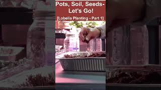 Easiest Way To Plant Lobelia Seeds - Part 1Of 3