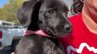 Many Animals in Wakulla County Looking for a Good Home—Adopt a Shelter Pet This Weekend