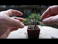 【Bonsai diary】 ♯158 YAMADORI‐Naturl Bonsai‐山採りした赤松でミニ盆栽を作る