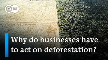420 million hectares lost - Firms do too little against deforestation | DW News