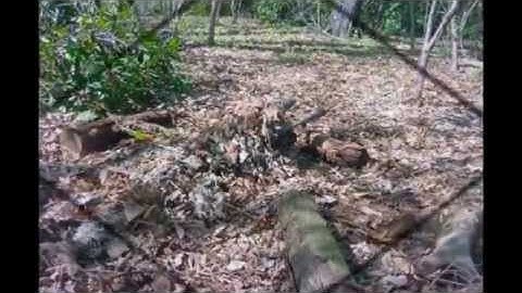 insane dubstep gun sync