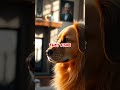 Why Do Dogs Tilt Their Heads? The Surprising Science! 🐶🔍
