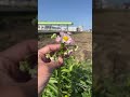 ハルジオンとヒメジョオンの見分け方〜日曜朝8時食べられる野草散歩 ライブ ハイライト
