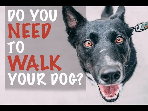 वीडियो: क्या तुम सच में अपने कुत्ते को चलना चाहिए?
