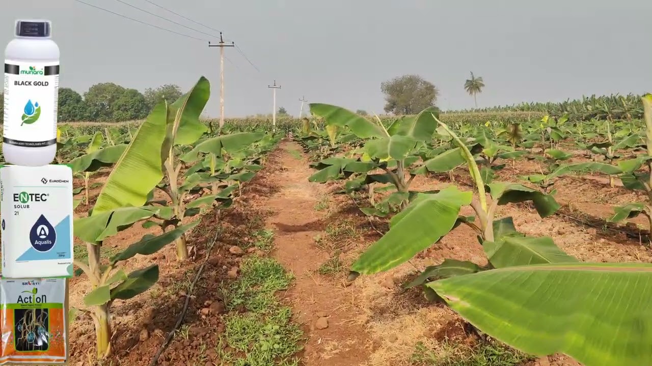 అరటిలో మెళకువలు విందాం రండి..9701836073