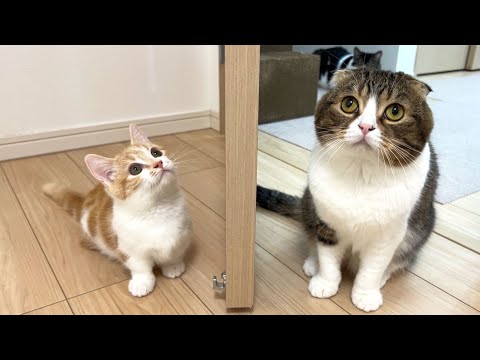 ママネコ様　まとめ4点 This will be my last video with the kittens I've been with