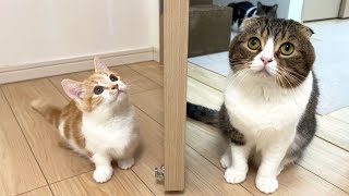 子猫と親子猫をドア越しで会わせてみたらこうなりましたw