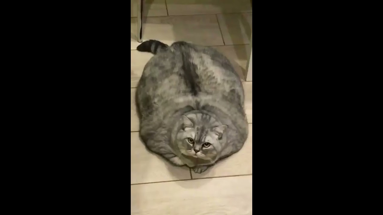 Boy You Thick Fat Cat