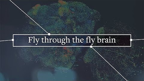 Explore a 3D Map of a Fly