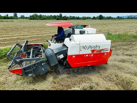 Nice Action Rice Cropping Machine Kubota DC70 PRO | Harvester Operator Skills At Works