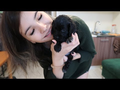 Я ЗАВЕЛА СОБАКУ, РУССКИЙ СПАНИЭЛЬ