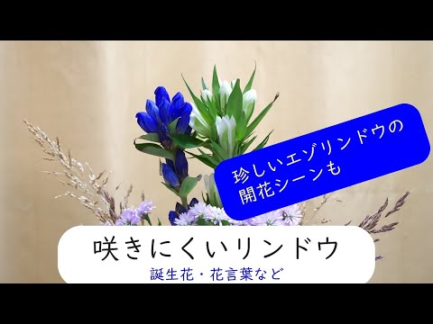 咲きにくいリンドウ 誕生花 花言葉や珍しい開花シーンなど Youtube