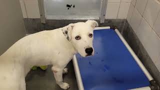 acs A684430