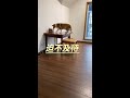 #Dog can't wait to open the package #DramaticDog #CutePetGoods