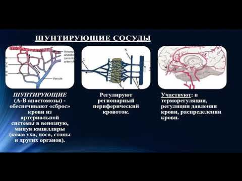 9:50 ФИЗИОЛОГИЯ СЕРДЕЧНО СОСУДИСТОЙ СИСТЕМЫ  ГЕМОДИНАМИКА