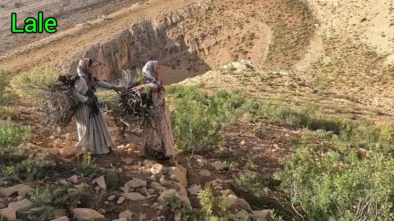 Collecting firewood in the mountains by three nomadic girls: nomadic ...