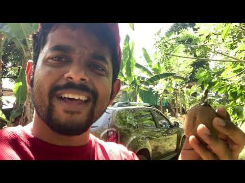 HARVEST ORGANIC CHIKOO with Naveen Richard