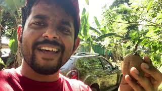 HARVEST ORGANIC CHIKOO with Naveen Richard