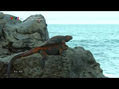 Video: 8 Quần đảo phải đến ở Galapagos