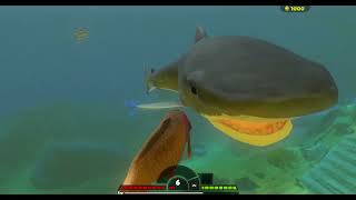 WHAT!? CARP IN OCEAN !!! Feed and grow fish