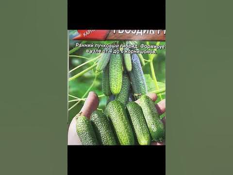Теперь сею только эти огурцы и урожай получаю вкусный и крупный! # ...