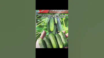 Теперь сею только эти огурцы и урожай получаю вкусный и крупный! #shorts