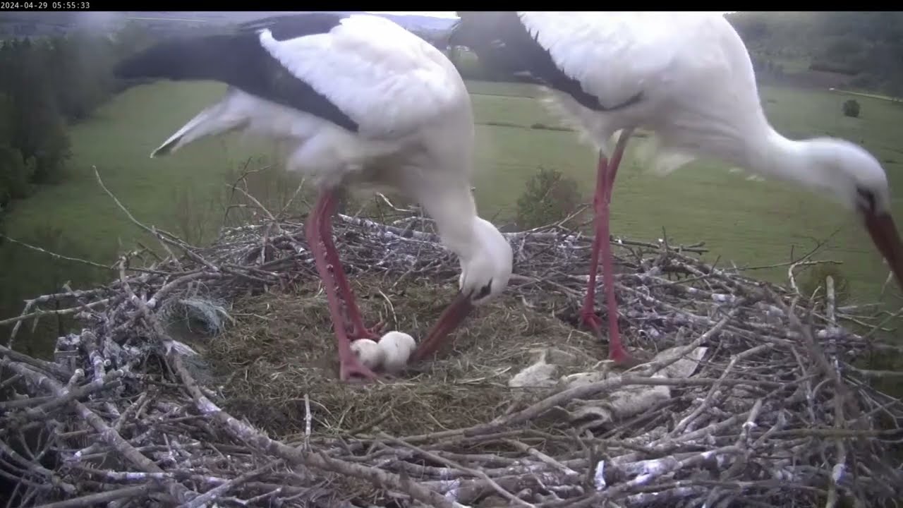 Čápi Lindheim | Stavba nového hnízda | Construction of a new nest | Bau eines neuen Nests