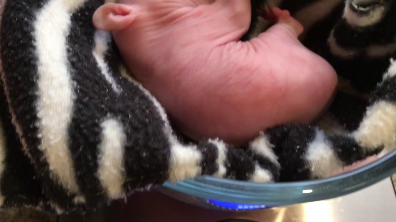 upload image Tiny wombat Vicki