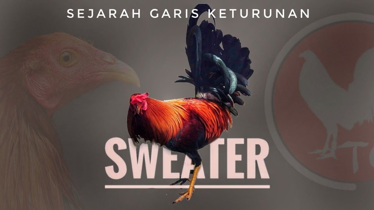 SWEATER (SEJARAH GARIS KETURUNAN NYA)