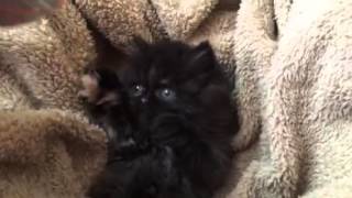 How to train your kitten Not to bite your hands. by NJ family 97,767 views 8 years ago 5 minutes, 13 seconds